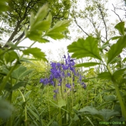 20_Corine-Zijerveld_Lokhorsterduin