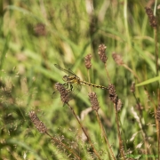 29_Corine-Zijerveld_Lokhorsterduin