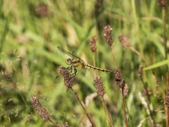 29_Corine-Zijerveld_Lokhorsterduin