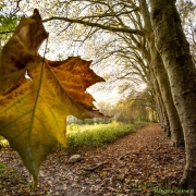 47_Corine-Zijerveld_Lokhorsterduin