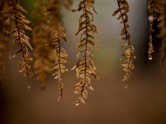 48_Corine-Zijerveld_Lokhorsterduin