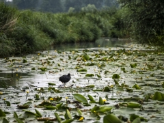 30_Corine-Zijerveld_Oosteinderlaan