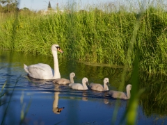 24 _ Tonny de Rooij _ Oudebeek