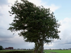 40 _ Tonny de Rooij _ Oudebeek