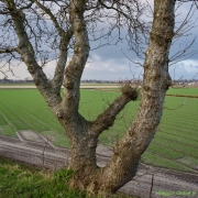 01 _ Tonny de Rooij _ Veenenburgerlaan