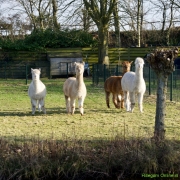 09 _ Tonny de Rooij _ Veenenburgerlaan