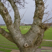 15 _ Tonny de Rooij _ Veenenburgerlaan