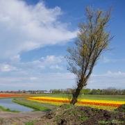 19 _ Tonny de Rooij _ Veenenburgerlaan