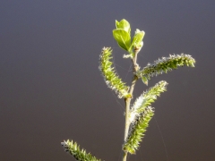 15_Weerlanerpolder_Frank-Out