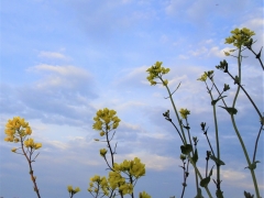 17_Weerlanerpolder_Frank-Out-