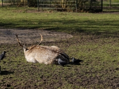 11_yvonnebouwmeester_hertenkamp