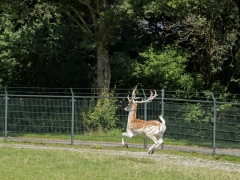 34_yvonnebouwmeester_hertenkamp