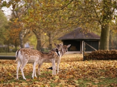 46_yvonnebouwmeester_hertenkamp