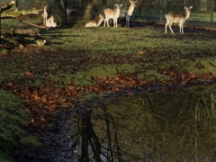 50_yvonnebouwmeester_hertenkamp