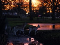 52_yvonnebouwmeester_hertenkamp