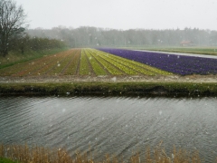 14-Sandra-Knopers-Zandlaan-sneeuwbui-en-hyacinthen