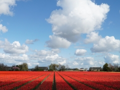 18-sandraknopers-zandlaan-rode-tulpen