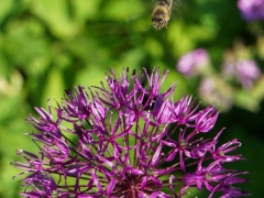 22-sandraknopers-zandlaan-bij-en-allium