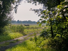 31-Sandra-Knopers-Zandlaan-winterrustlaan-paarden-in-wei