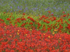 32-Sandra-Knopers-Zandlaan-zomerbloemen-veld-bij-Bennebroek