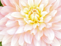 34-Sandra-Knopers-Zandlaan-Dahlia-close-up