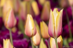 IKpictures-Keukenhof-01