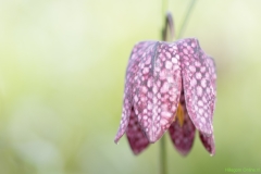 IKpictures-Keukenhof-02