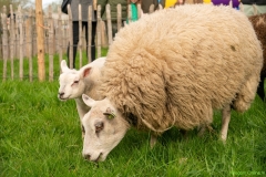 240413-koeien-naar-buiten-102