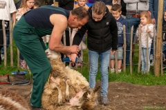 240413-koeien-naar-buiten-105