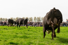 240413-koeien-naar-buiten-119