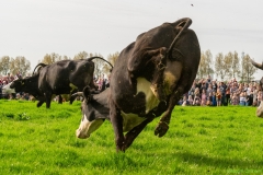 240413-koeien-naar-buiten-120