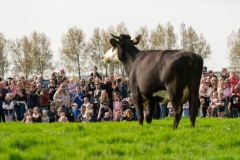 240413-koeien-naar-buiten-124