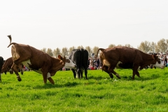 240413-koeien-naar-buiten-127