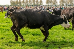 240413-koeien-naar-buiten-130