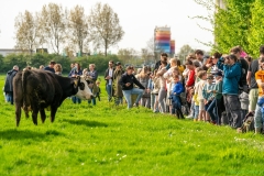 240413-koeien-naar-buiten-131