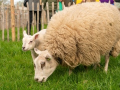 240413-koeien-naar-buiten-102