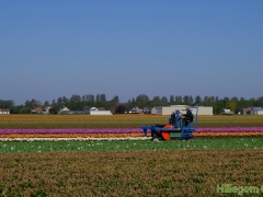 200421-Leeghalen-bollenvelden-Bert-104