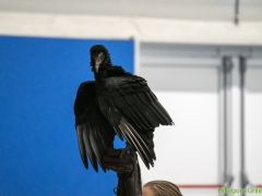 191228-roofvogelshow147