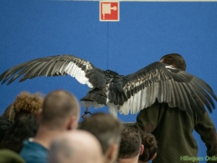 191228-roofvogelshow154