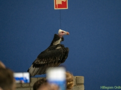 191228-roofvogelshow156