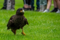 IKpictures-Roofvogelshow-Keukenhofbos-003