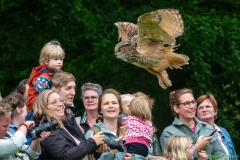 IKpictures-Roofvogelshow-Keukenhofbos-007