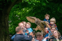 IKpictures-Roofvogelshow-Keukenhofbos-008