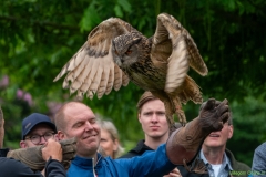 IKpictures-Roofvogelshow-Keukenhofbos-011