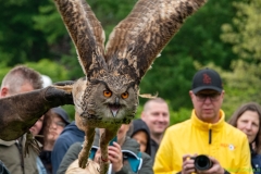 IKpictures-Roofvogelshow-Keukenhofbos-015