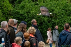 IKpictures-Roofvogelshow-Keukenhofbos-020