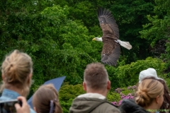 IKpictures-Roofvogelshow-Keukenhofbos-022