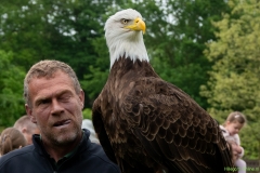 IKpictures-Roofvogelshow-Keukenhofbos-026