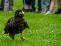 IKpictures-Roofvogelshow-Keukenhofbos-003