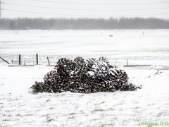 Hillegom-in-sneeuw104